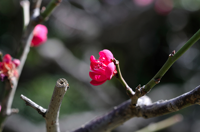 image0262