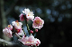 image0133