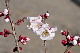 image0138