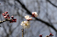 image0229