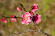 image0239