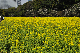 image0249