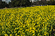 image0250