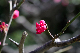 image0262