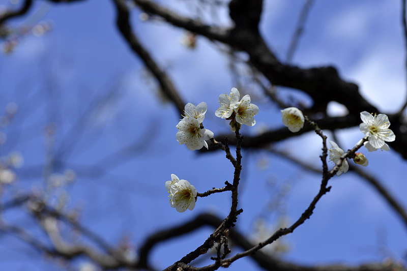 image0109