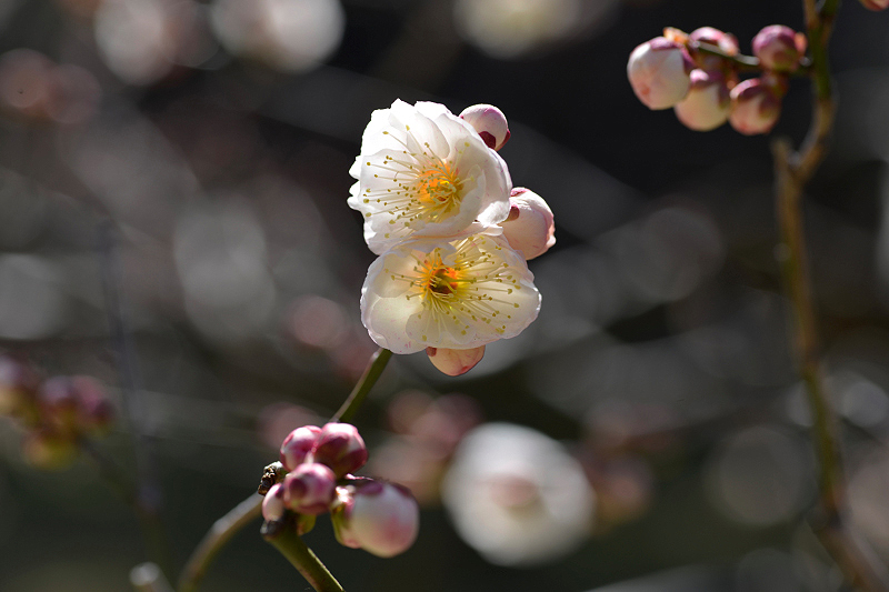 image0132