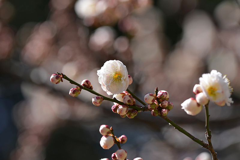 image0156