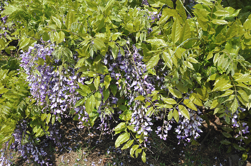 image0105