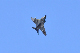 image0593