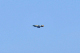 image0645