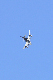 image0745