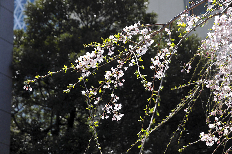 image0082