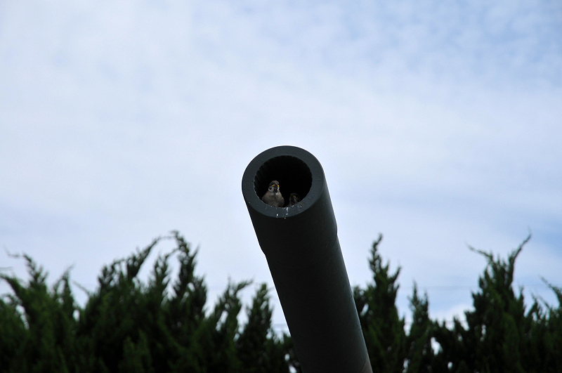 image0271