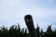 image0271