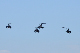 image0312