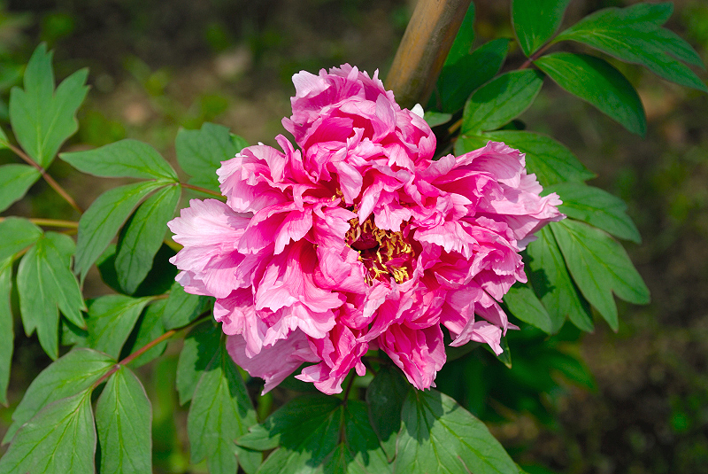 image0087