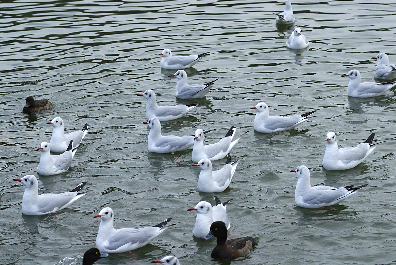 image0129