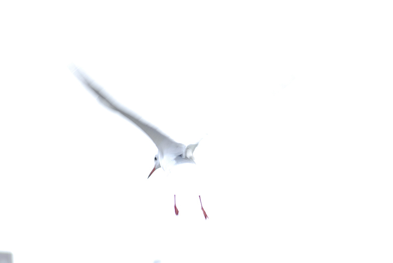 image0135