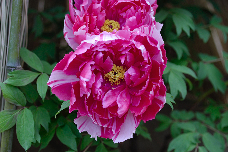 image0142