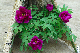 image0140