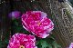 image0143