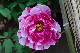 image0144