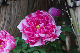image0145