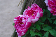 image0146