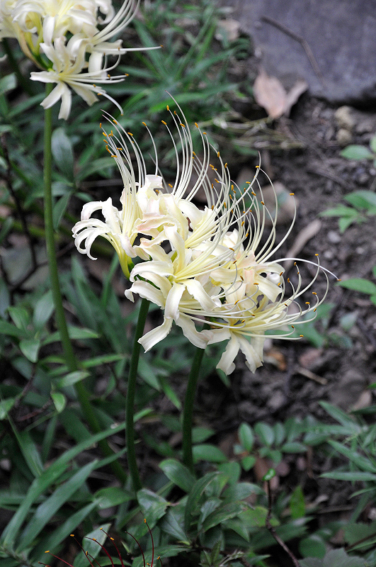 image0111