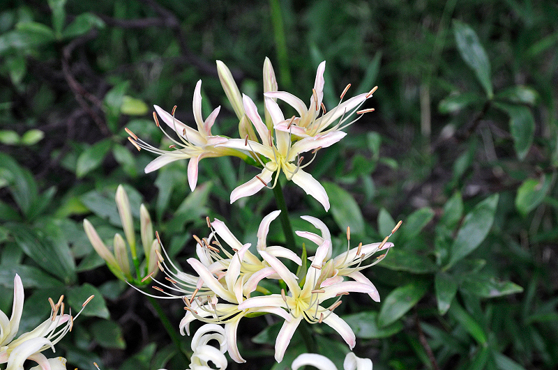 image0115