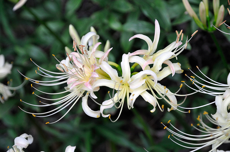 image0116