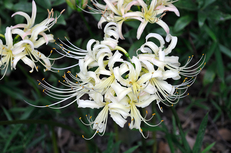 image0118