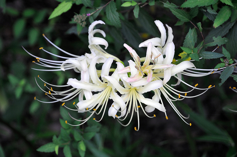 image0121