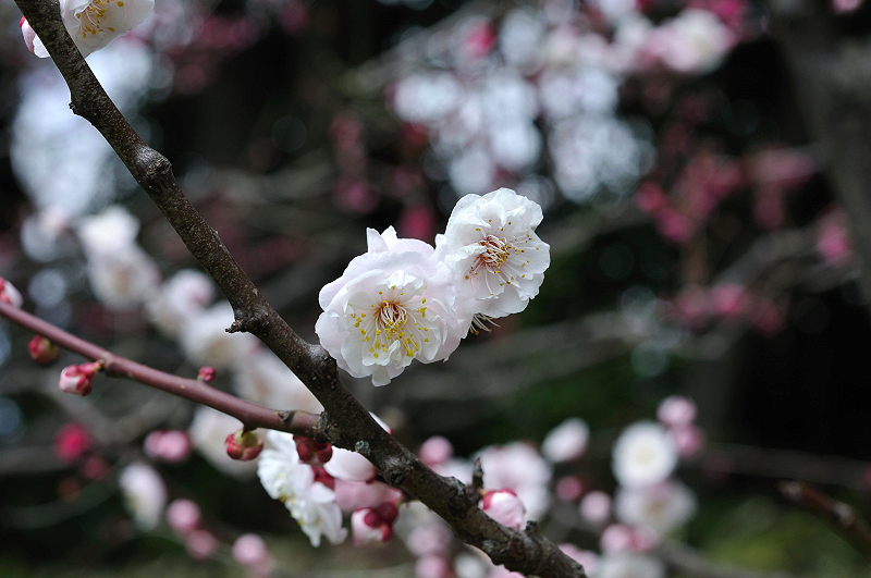 image0203