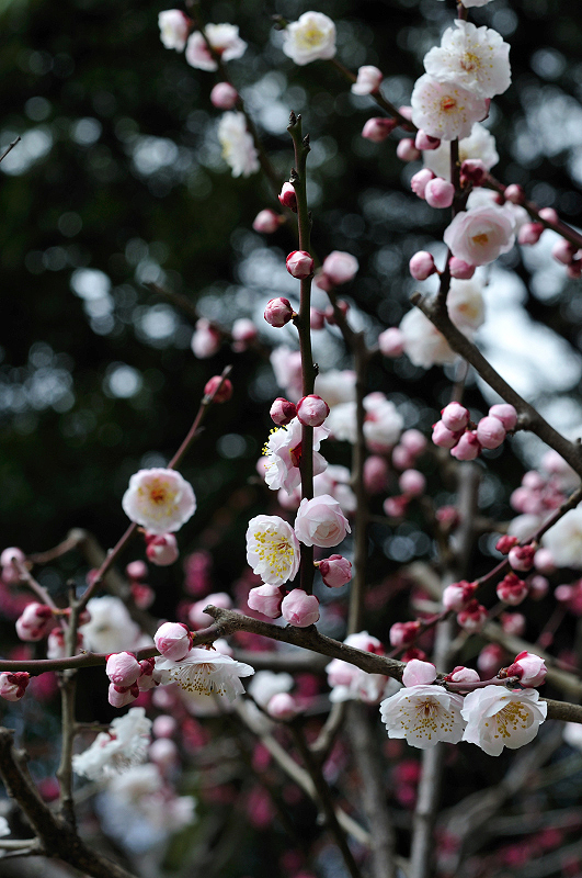 image0206