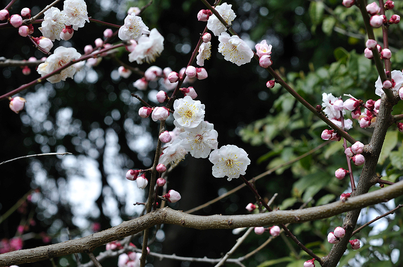 image0207