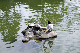 image0191