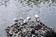 image0193