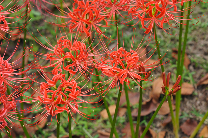 image0137