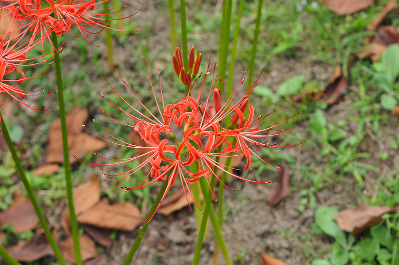 image0139