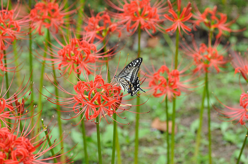 image0148