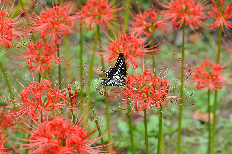 image0150