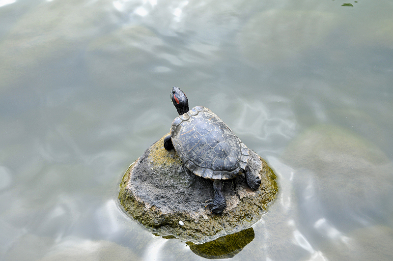 image0164