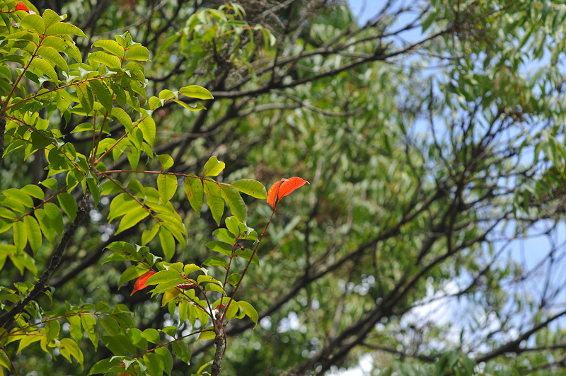 image0178