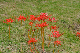 image0163