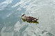 image0176