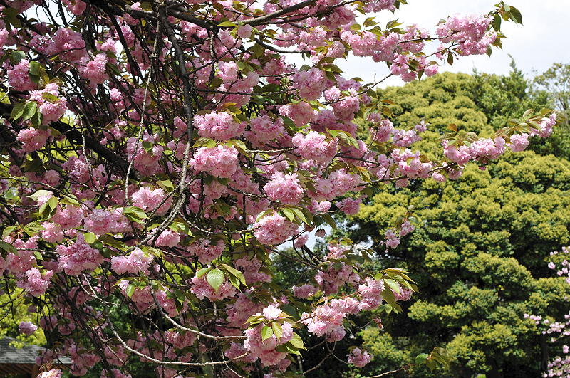 image0037