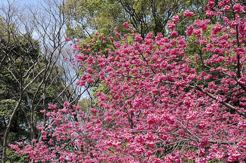 image0132