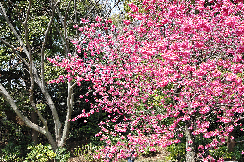 image0133
