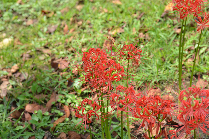 image0096
